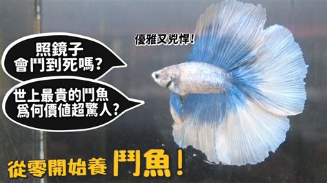 房間可以養鬥魚嗎|鬥魚飼養方法 行家給建議 – 寵物百科